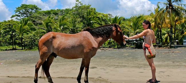 Horses on beach in Puerto Viejo, Costa Rica