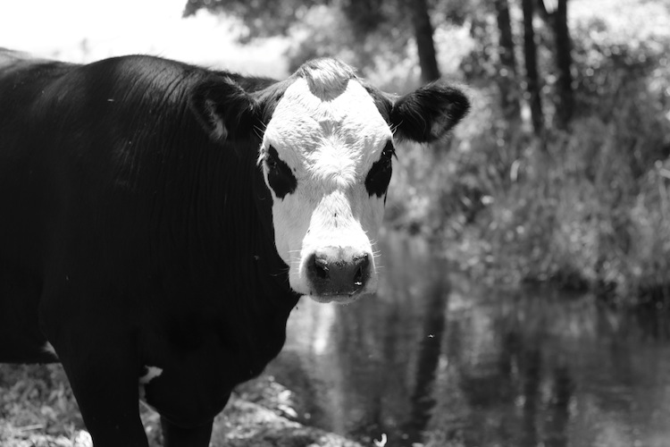 Black and white cow