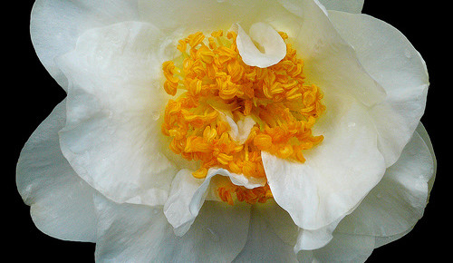 White camellia flower