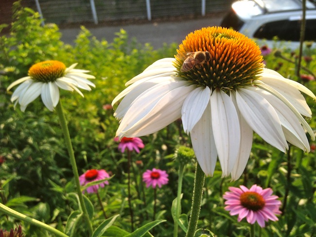 Flower with bee at Suseong Lake Daegu