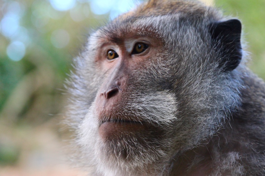 Monkey in Bali