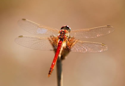 Dragonfly