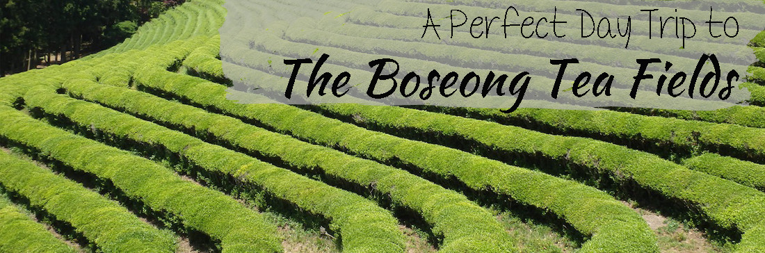 Boseong Tea Fields