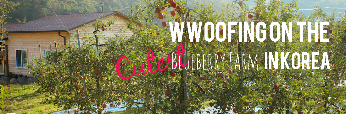 WWOOF farming in Korea