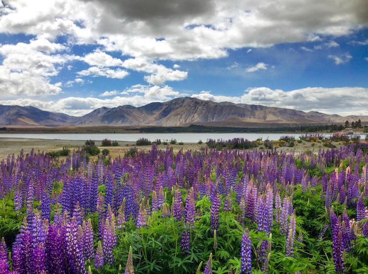 A New Zealand Road Trip