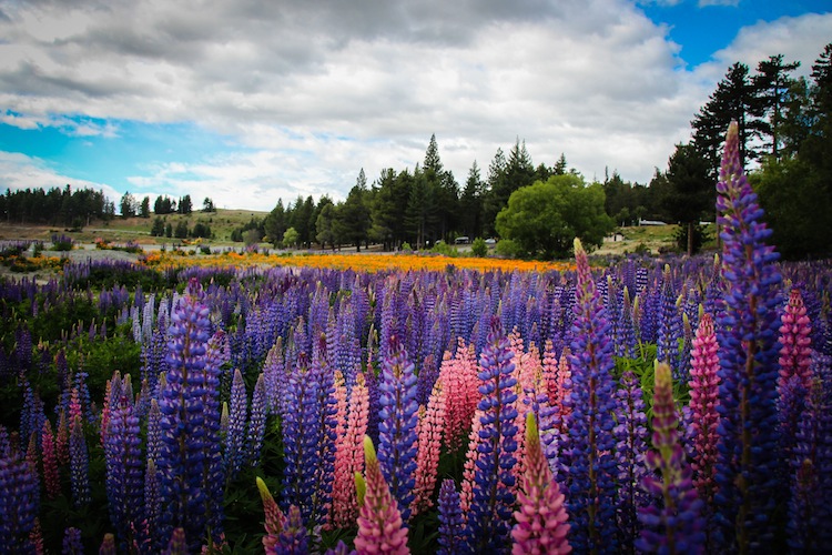 A New Zealand Road Trip