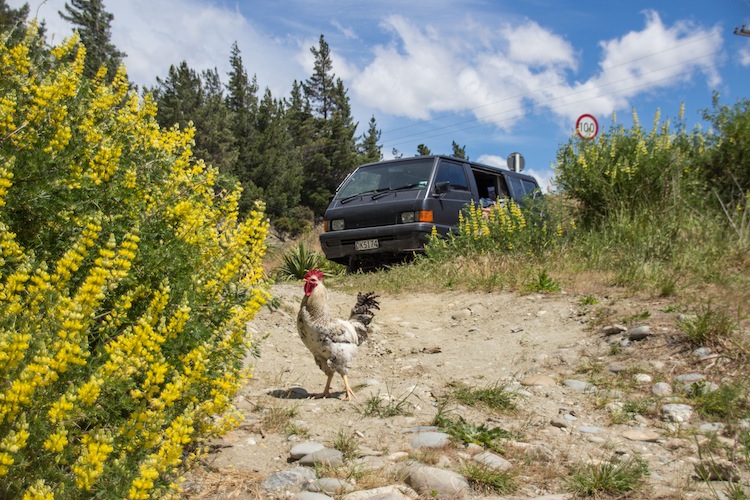 A New Zealand Road Trip