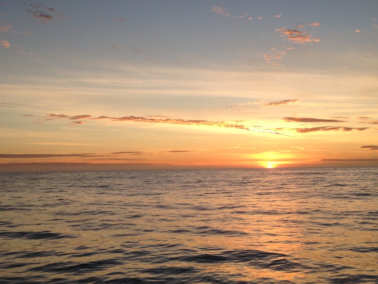 swimming with dolphins in kaikoura new zealand