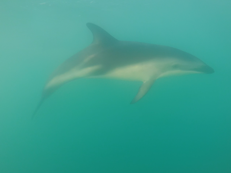 swimming with dolphins in kaikoura new zealand