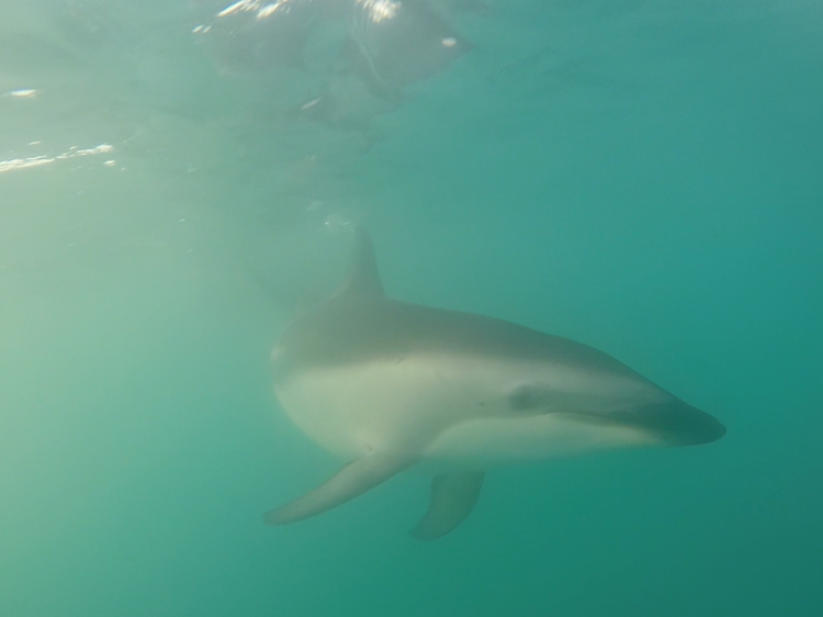 swimming with dolphins in kaikoura new zealand