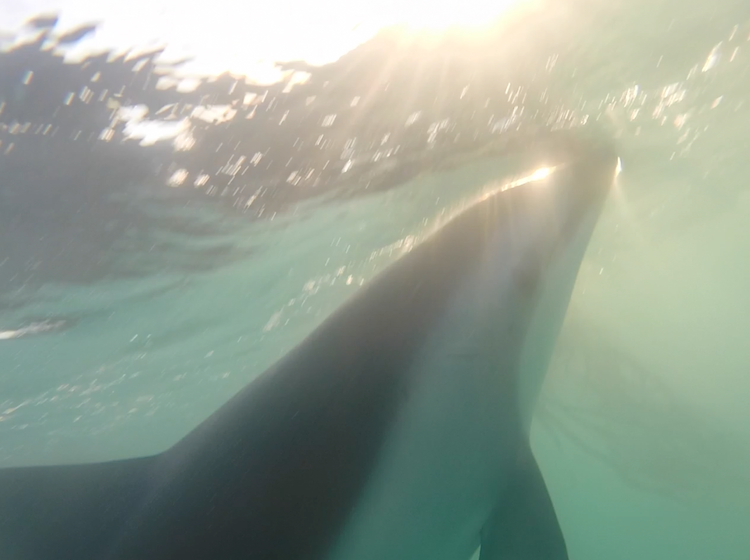 swimming with dolphins in kaikoura new zealand