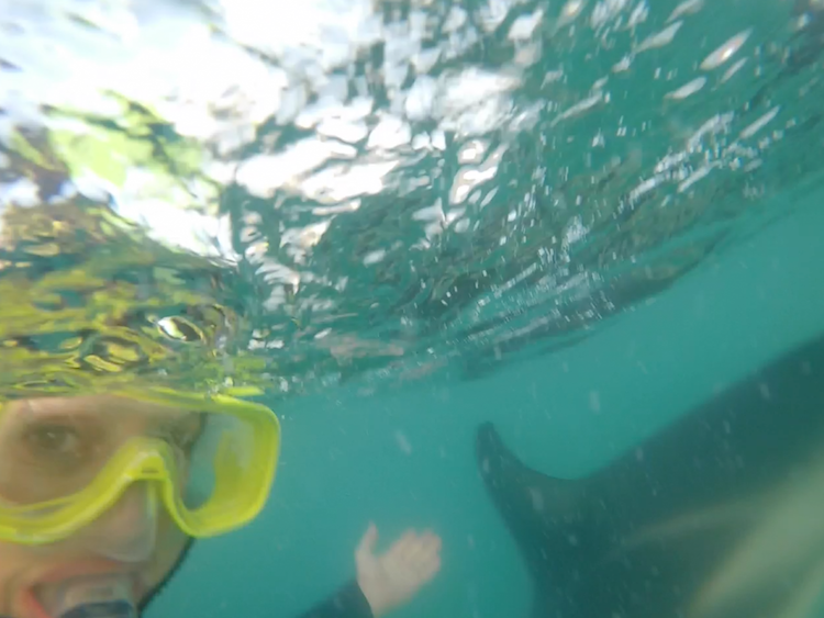 swimming with dolphins in kaikoura new zealand