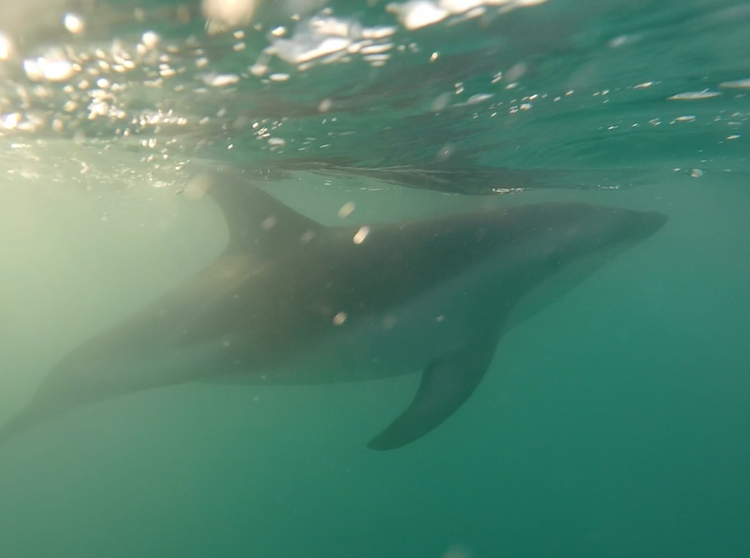 swimming with dolphins in kaikoura new zealand