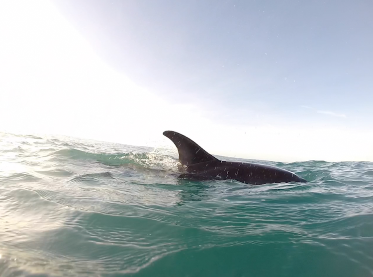 swimming with dolphins in kaikoura new zealand