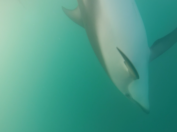 swimming with dolphins in kaikoura new zealand