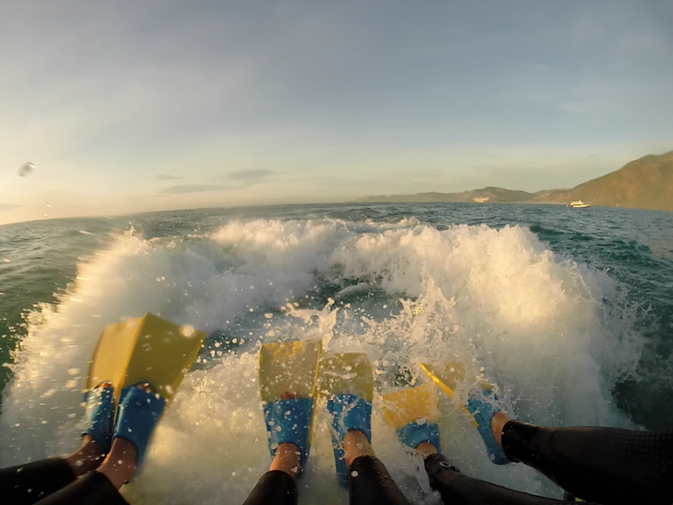 swimming with dolphins in kaikoura new zealand