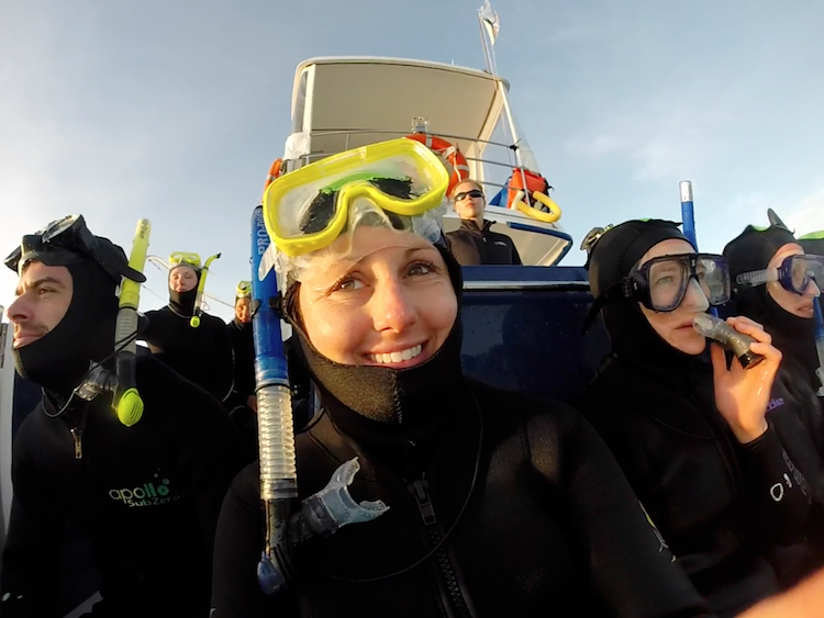 swimming with dolphins in kaikoura new zealand