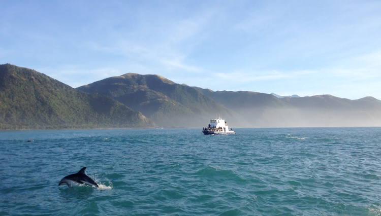 swimming with dolphins in kaikoura new zealand