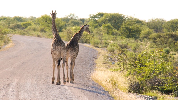 safari in Namibia